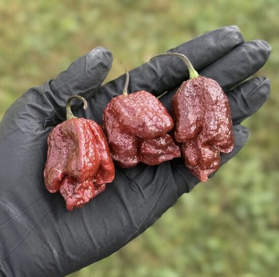 Čili paprikų daigas PURPLE REAPER (ypač aitrios)